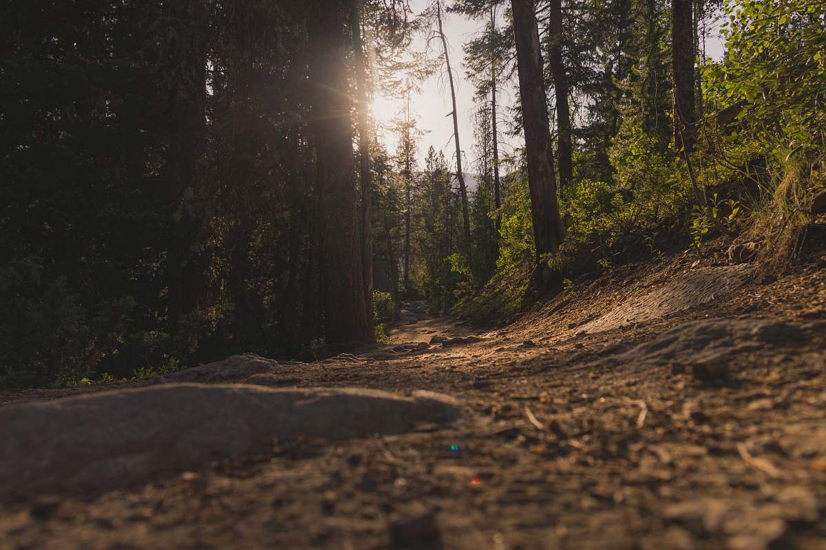 dirt road forest under sun rays gravel